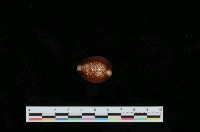 藏品(雪山寶螺)的圖片